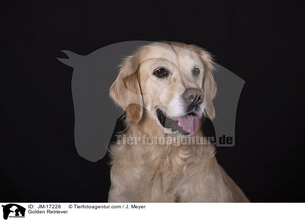 Golden Retriever / Golden Retriever / JM-17228