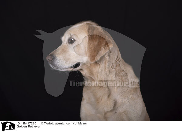 Golden Retriever / Golden Retriever / JM-17230