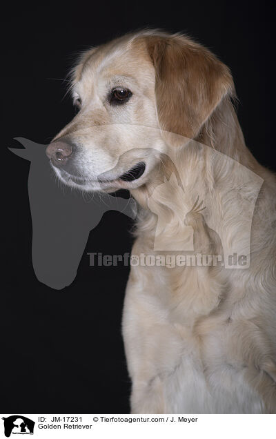 Golden Retriever / Golden Retriever / JM-17231