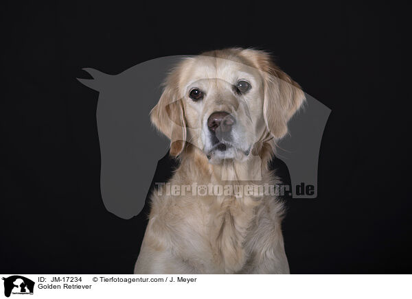 Golden Retriever / Golden Retriever / JM-17234