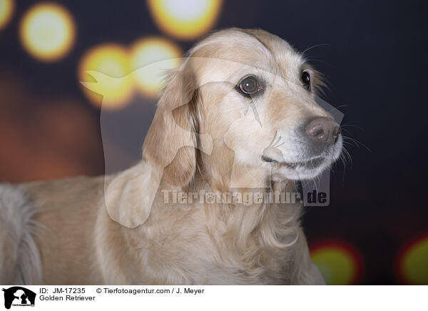 Golden Retriever / Golden Retriever / JM-17235