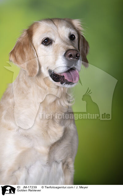 Golden Retriever / Golden Retriever / JM-17239