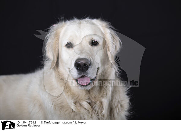 Golden Retriever / Golden Retriever / JM-17242