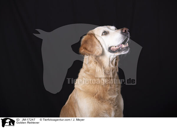 Golden Retriever / Golden Retriever / JM-17247