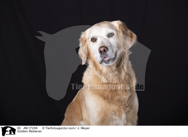 Golden Retriever / Golden Retriever / JM-17248