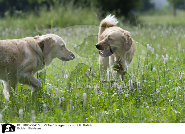 Golden Retriever / Golden Retriever / HBO-06415