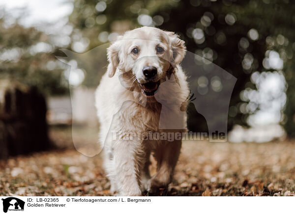 Golden Retriever / Golden Retriever / LB-02365