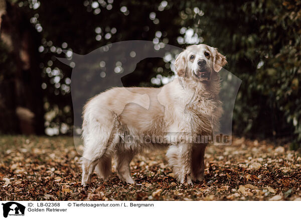 Golden Retriever / Golden Retriever / LB-02368