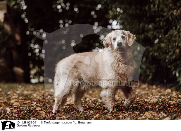 Golden Retriever / Golden Retriever / LB-02369