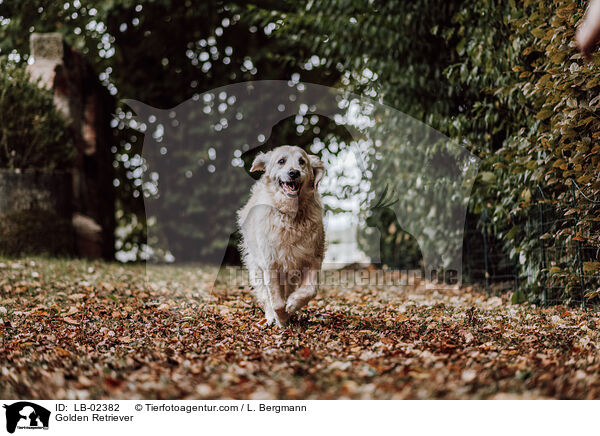 Golden Retriever / Golden Retriever / LB-02382