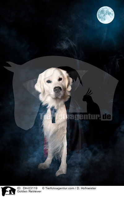 Golden Retriever / Golden Retriever / DH-03119