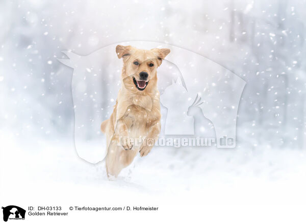 Golden Retriever / Golden Retriever / DH-03133