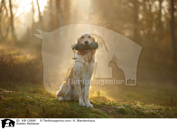 Golden Retriever / Golden Retriever / KB-12868