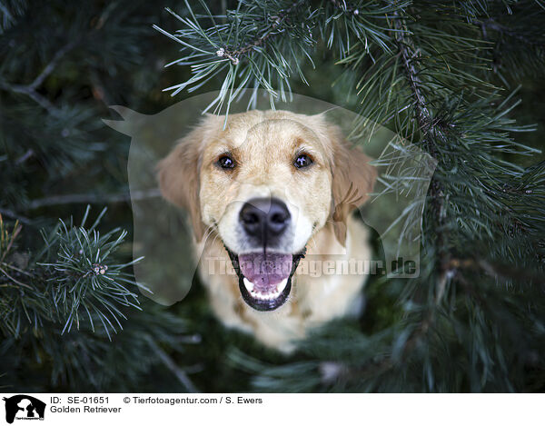 Golden Retriever / Golden Retriever / SE-01651