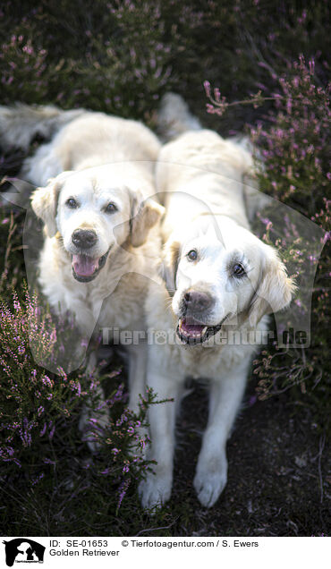 Golden Retriever / Golden Retriever / SE-01653