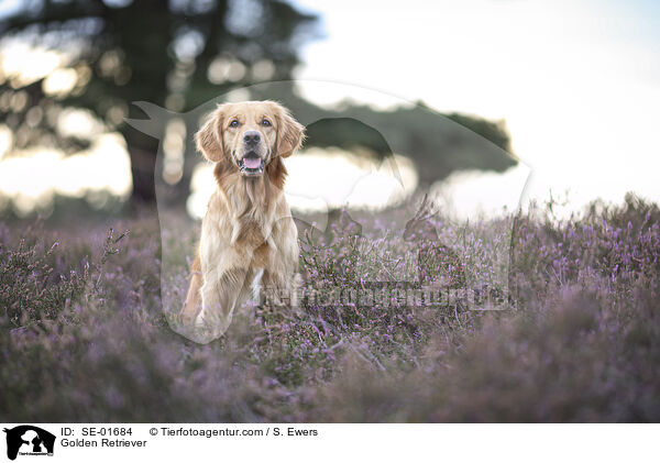 Golden Retriever / Golden Retriever / SE-01684