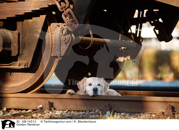 Golden Retriever / Golden Retriever / KB-14513