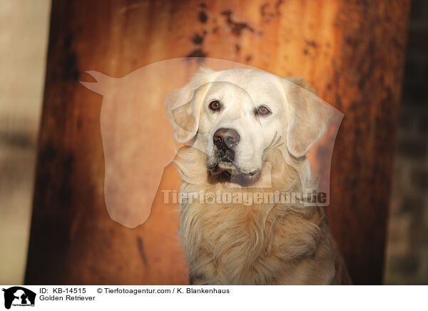 Golden Retriever / Golden Retriever / KB-14515