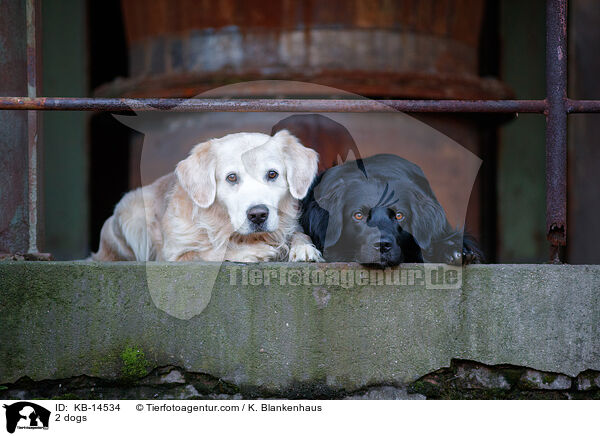 2 Hunde / 2 dogs / KB-14534