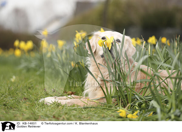 Golden Retriever / Golden Retriever / KB-14601