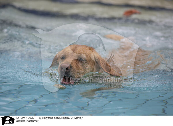 Golden Retriever / Golden Retriever / JM-19933