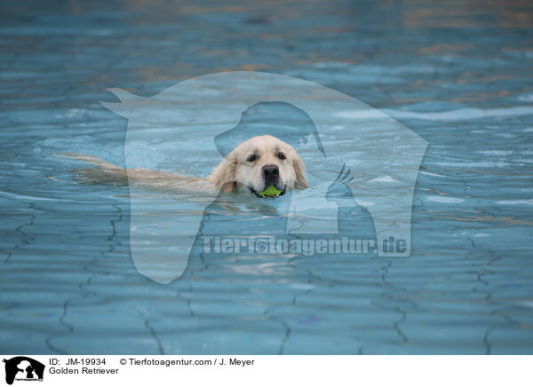 Golden Retriever / Golden Retriever / JM-19934