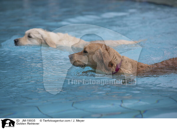 Golden Retriever / Golden Retriever / JM-19935