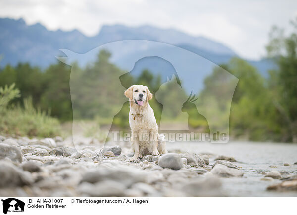 Golden Retriever / Golden Retriever / AHA-01007