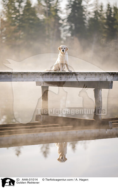 Golden Retriever / Golden Retriever / AHA-01014