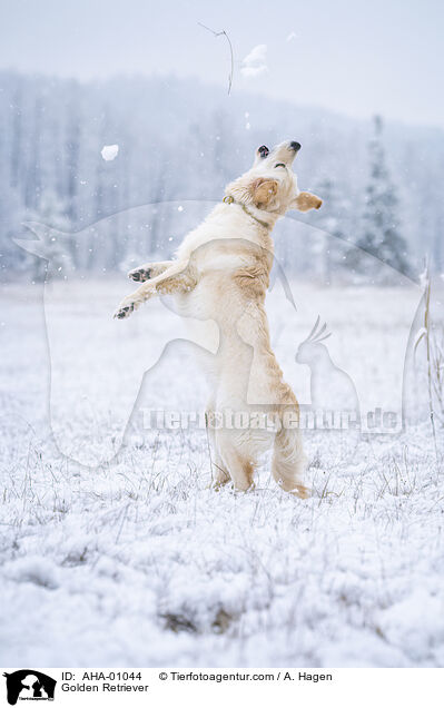 Golden Retriever / Golden Retriever / AHA-01044