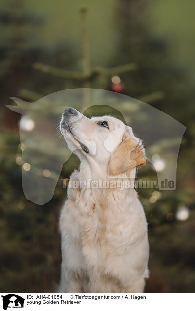 junger Golden Retriever / young Golden Retriever / AHA-01054