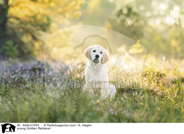 junger Golden Retriever / young Golden Retriever / AHA-01055