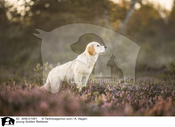 junger Golden Retriever / young Golden Retriever / AHA-01061