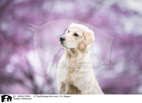 Golden Retriever / Golden Retriever / AHA-01064