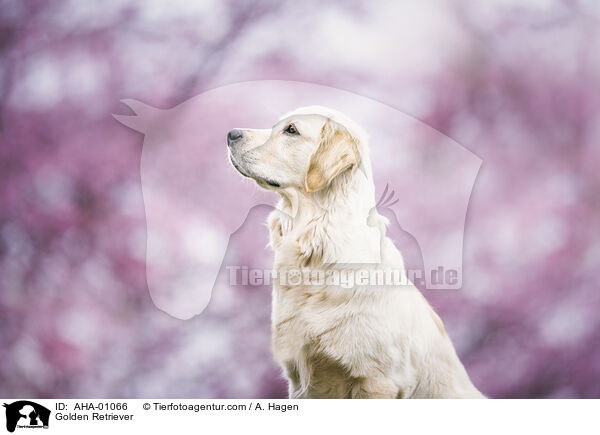 Golden Retriever / Golden Retriever / AHA-01066