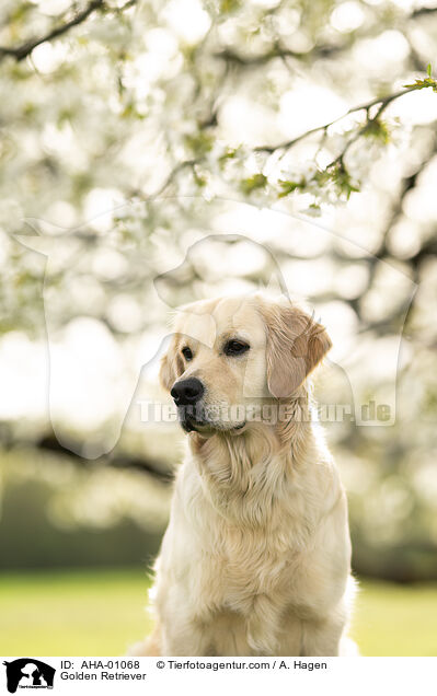 Golden Retriever / Golden Retriever / AHA-01068