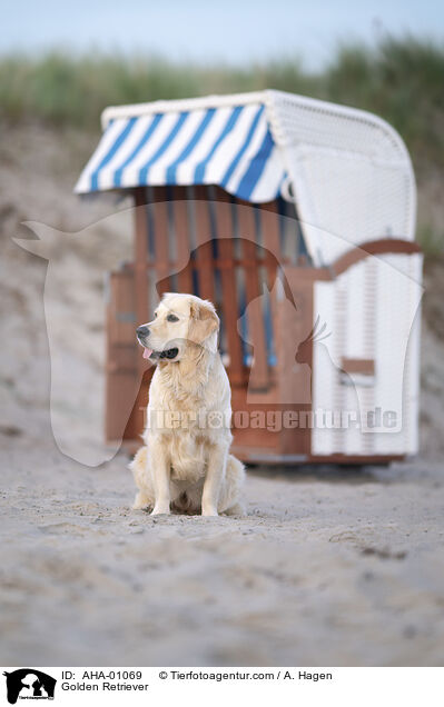 Golden Retriever / Golden Retriever / AHA-01069