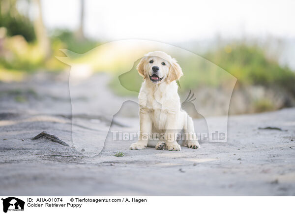 Golden Retriever Welpe / Golden Retriever Puppy / AHA-01074