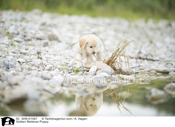 Golden Retriever Welpe / Golden Retriever Puppy / AHA-01087