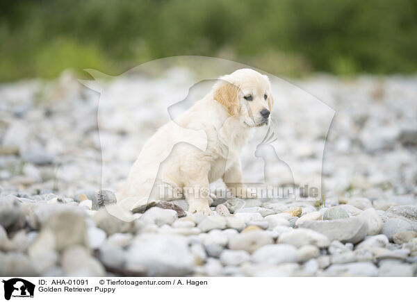 Golden Retriever Welpe / Golden Retriever Puppy / AHA-01091