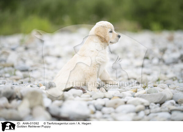 Golden Retriever Welpe / Golden Retriever Puppy / AHA-01092