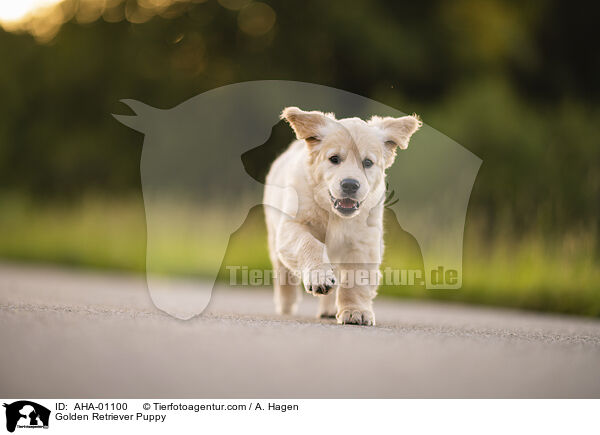 Golden Retriever Welpe / Golden Retriever Puppy / AHA-01100