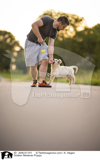 Golden Retriever Welpe / Golden Retriever Puppy / AHA-01101