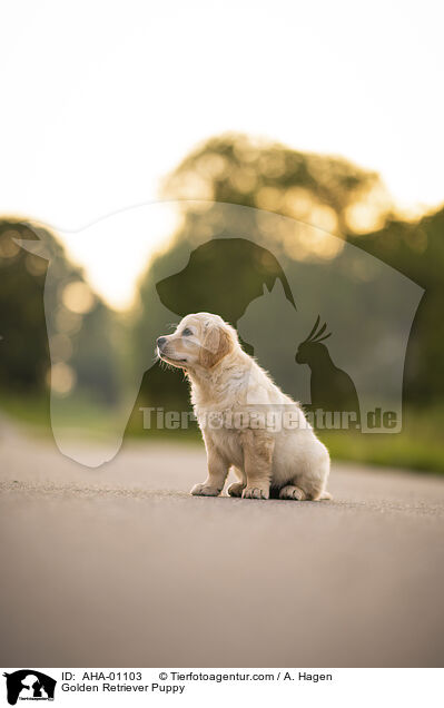 Golden Retriever Welpe / Golden Retriever Puppy / AHA-01103