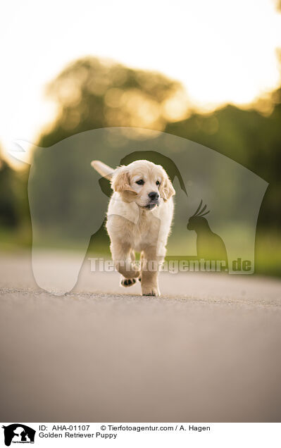 Golden Retriever Welpe / Golden Retriever Puppy / AHA-01107