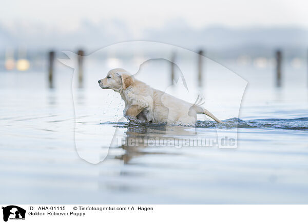 Golden Retriever Welpe / Golden Retriever Puppy / AHA-01115