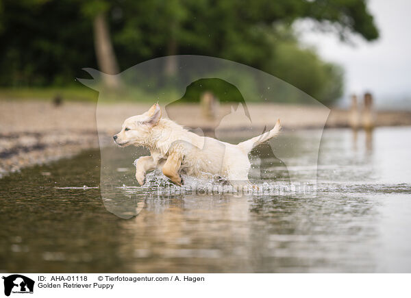 Golden Retriever Welpe / Golden Retriever Puppy / AHA-01118