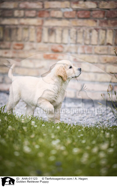 Golden Retriever Welpe / Golden Retriever Puppy / AHA-01123