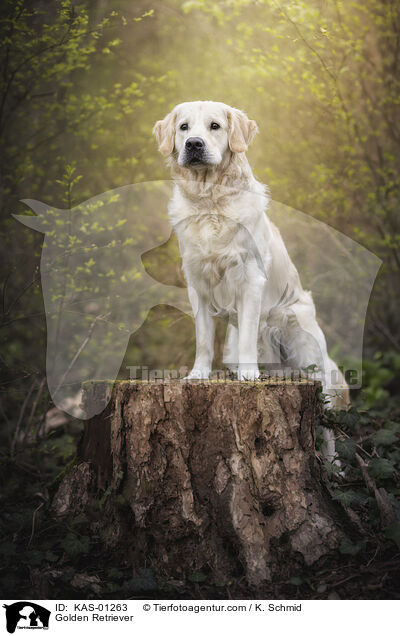 Golden Retriever / Golden Retriever / KAS-01263