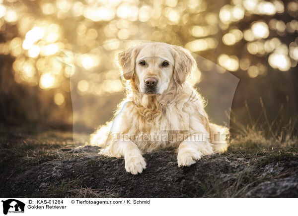 Golden Retriever / Golden Retriever / KAS-01264